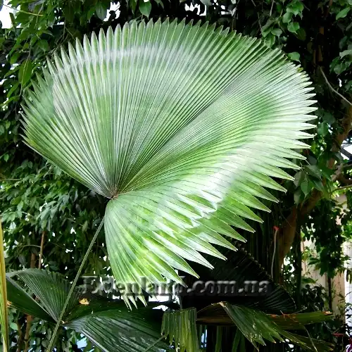 Изображение лист