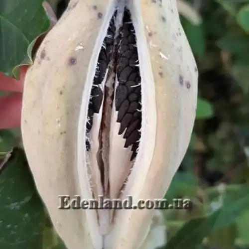 Изображение Арауджия вишнеплодная - Araujia sericifera