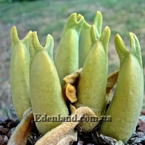 Изображение подготовка к периоду покоя