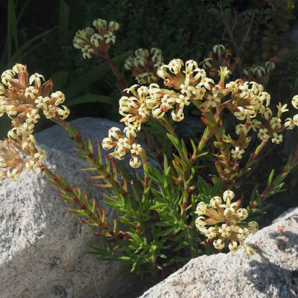 Зображення Крассула пучкувата - Crassula fascicularis  