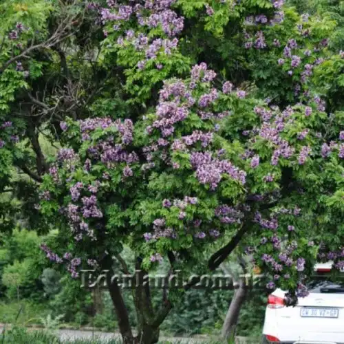 Зображення Мілетія велика - Millettia grandis