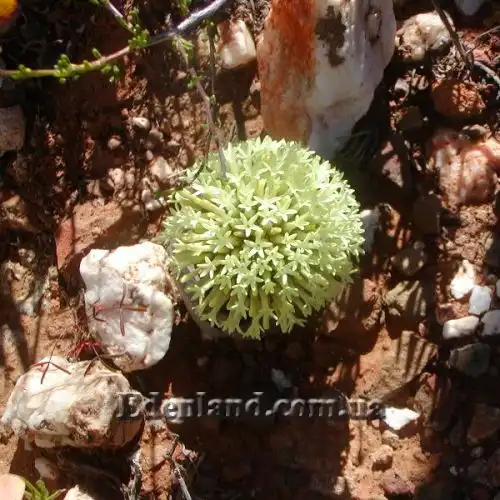 Изображение Крассула столбчатая - Crassula columnaris