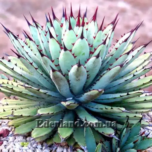 Изображение Агава крупноколючковая - Agave macroacantha
