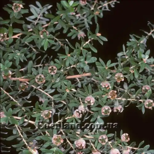 Изображение созревающие семена