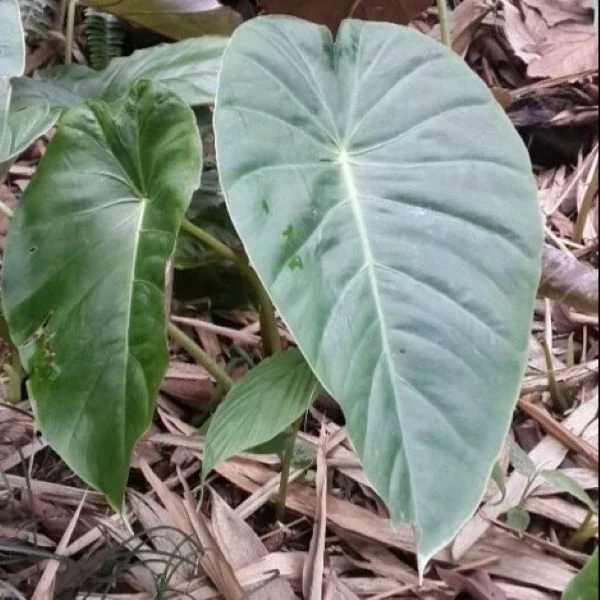 Изображение Ремусатия Гукера   - Remusatia hookeriana 