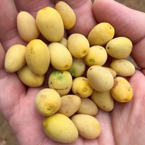 Изображение Берхемия двухцветная  - Berchemia discolor 