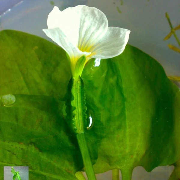 Зображення Оттелія частухоподібна - Ottelia alismoides 