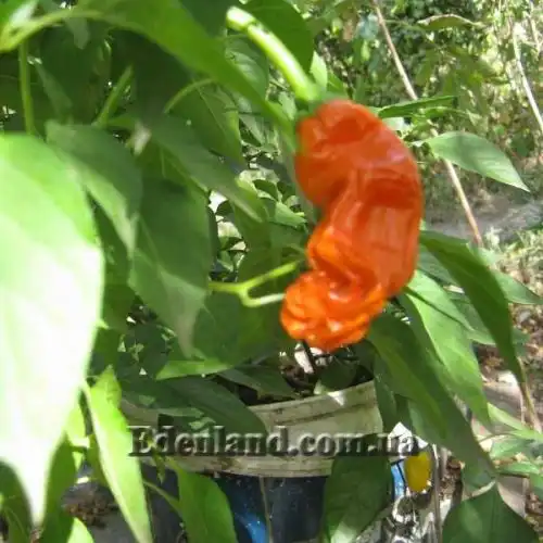 Изображение Перец Old Man 