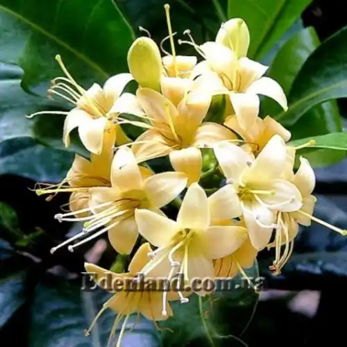 Изображение Фагрея душистая - Fagraea fragrans