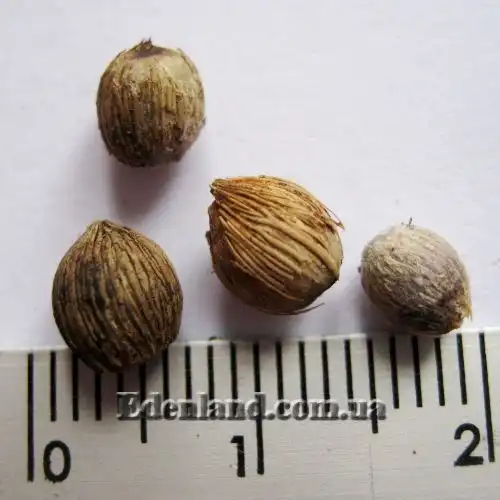 Изображение семена после очистки