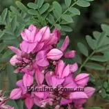 Зображення Індигофера південна - Indigofera australis