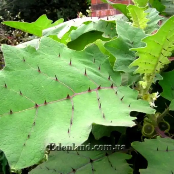 Изображение лист