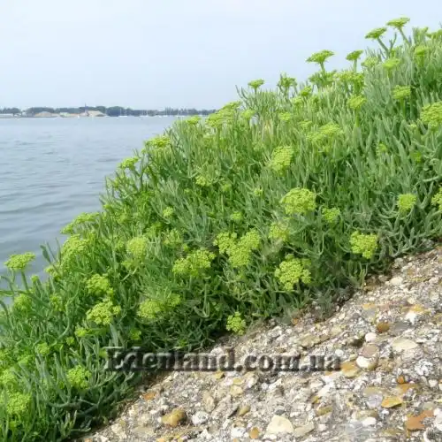 Критмум морской - Crithmum maritimum