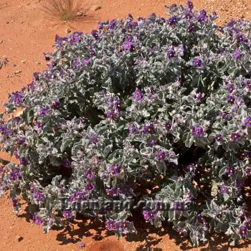 Изображение Паслен шерстистолистный - Solanum lasiophyllum 