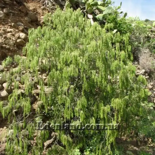 Изображение Плокама повислая - Plocama pendula