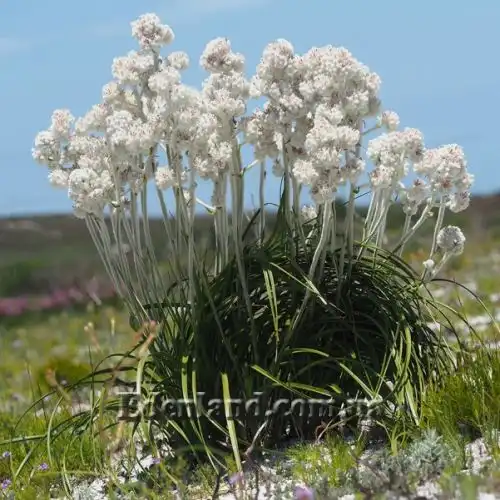 Изображение Ланария мохнатая - Lanaria lanata