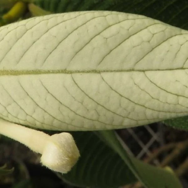 Зображення Неогіменопогон паразитичний - Neohymenopogon parasiticus 