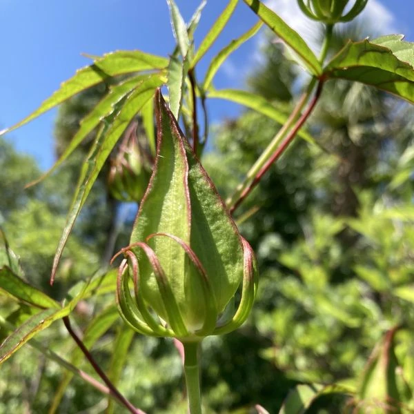 Изображение Гибискус шарлаховый (ярко-красный) - Hibiscus coccineus 