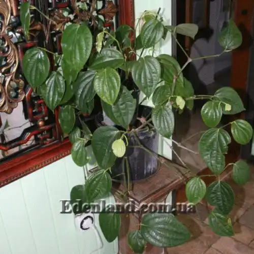 Зображення Перець чорний - Piper nigrum 