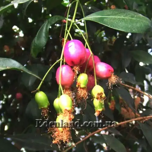 Изображение зеленые и созревающие плоды