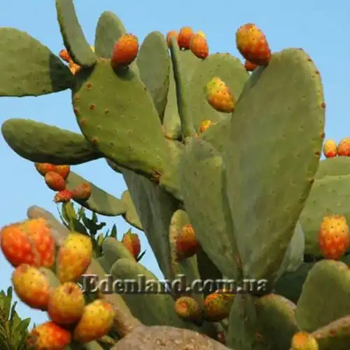 Зображення Опунція індійська  - Opuntia ficus-indica 