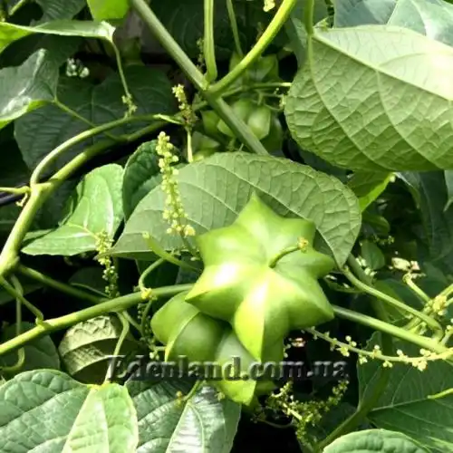 Изображение Плукенетия вьющаяся - Plukenetia volubilis