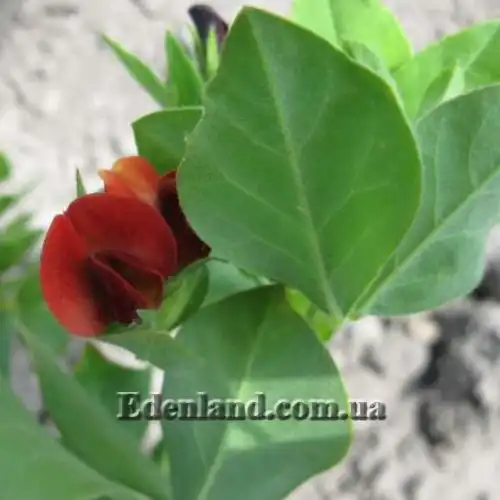 Изображение Четырехкрыльник пурпурный - Tetragonolobus purpureus