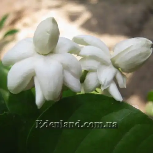 Изображение Жасмин самбак  - Jasminum sambac 