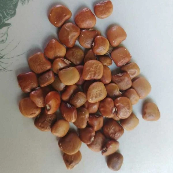 Изображение Пахиризус вырезной   - Pachyrhizus erosus 