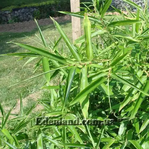 Изображение листья