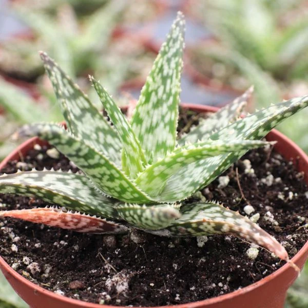 Изображение Алоэ Рауха  - Aloe rauhii