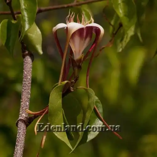 Изображение Строфантус Петерса  - Strophanthus petersianus