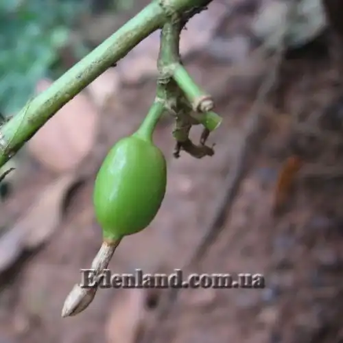 Изображение Элеттария кардамомум - Elettaria cardamomum