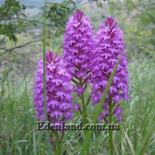 Изображение Анакамптис пирамидальный - Anacamptis pyramidalis