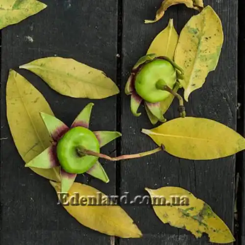 Изображение Соннератия сырная - Sonneratia caseolaris 