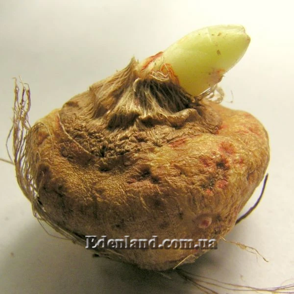 Зображення Бульбоцибулина Іксії (Ixia)