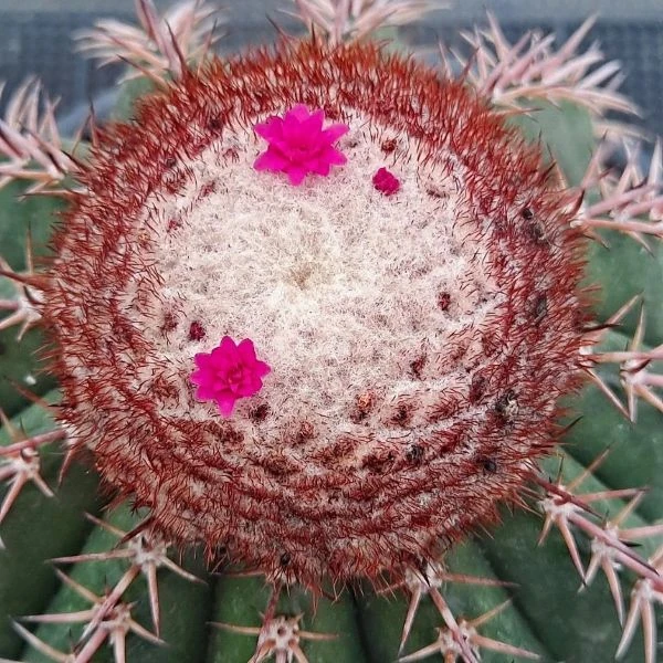Изображение Мелокактус Нери  - Melocactus neryi
