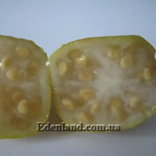 Изображение Псидиум Кэттли блестящий  - Psidium cattleianum lucidum 