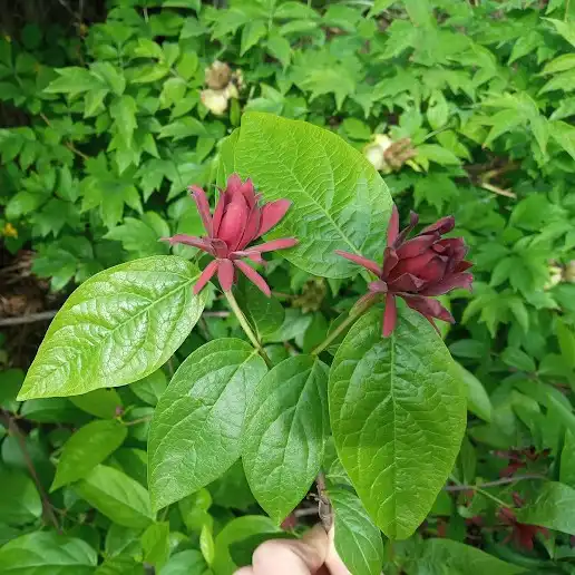 Изображение Каликант цветущий - Calycanthus floridus