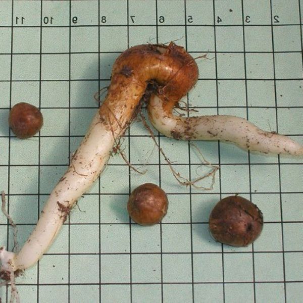 Изображение однолетние клубнелуковицы и старая