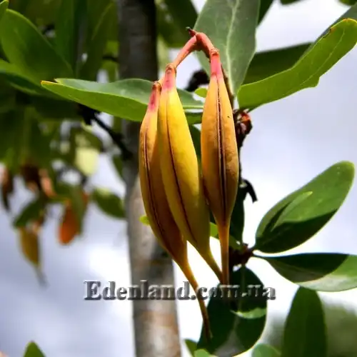 Изображение плоды