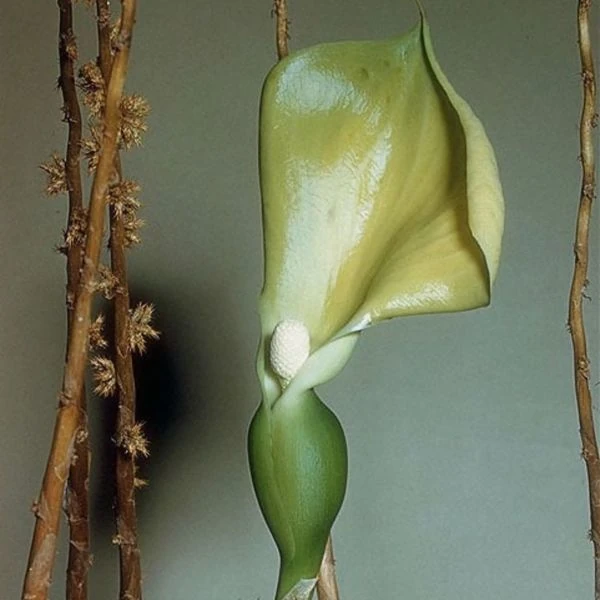 Изображение цветок и столоны с бульбочками