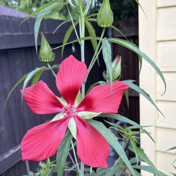 Изображение Гибискус шарлаховый (ярко-красный) - Hibiscus coccineus 