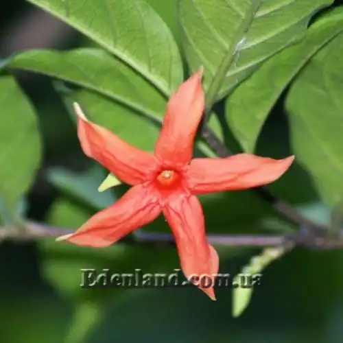 Изображение Райтия сомнительная - Wrightia dubia 