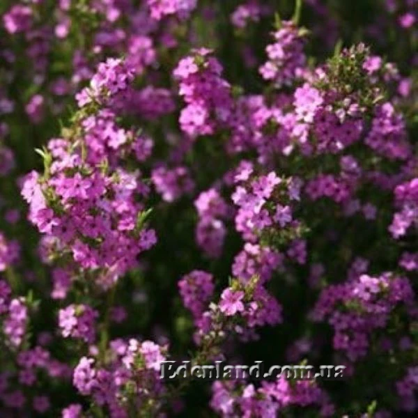 Изображение Колеонема хорошенькая  - Coleonema pulchellum