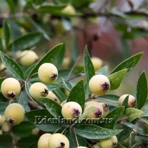 Изображение Мирт обыкновенный белоплодный - Myrtus communis var. leucocarpa