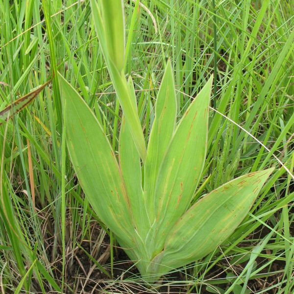 Зображення Гладіолус Еклона - Gladiolus ecklonii 