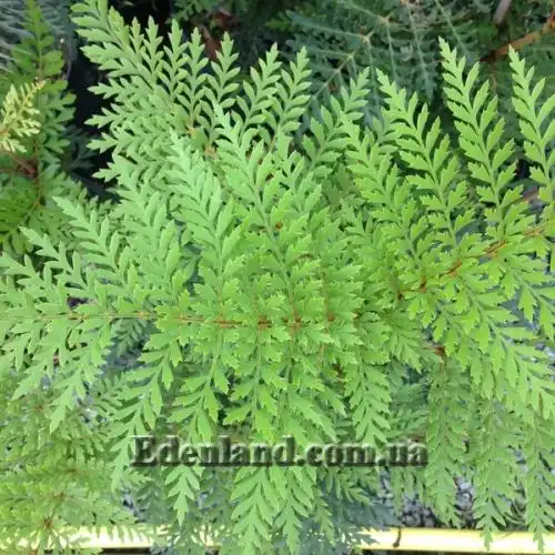 Изображение Ломатия ржавая - Lomatia ferruginea