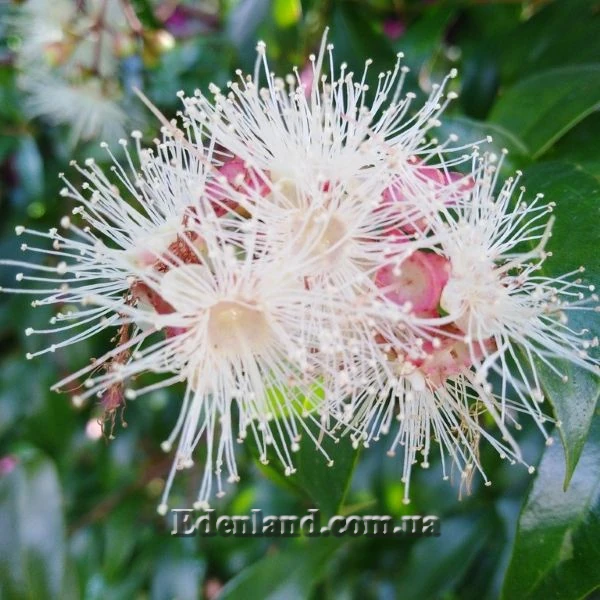 Изображение цветы