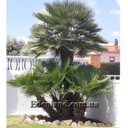Изображение Хамеропс приземистый - Chamaerops humilis